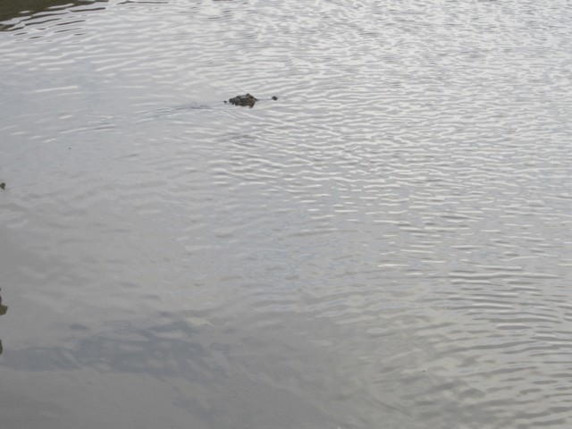 alligator.JPG